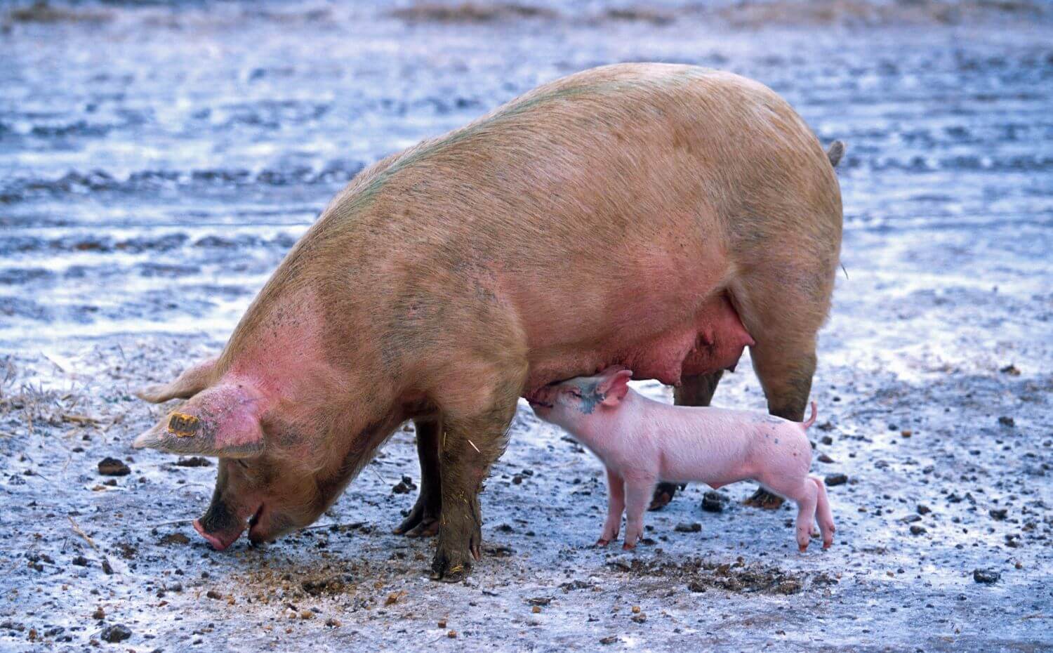 Morbihan : des milliers de personnes se joignent à PETA pour dire non à l’extension d’un élevage intensif de cochons
