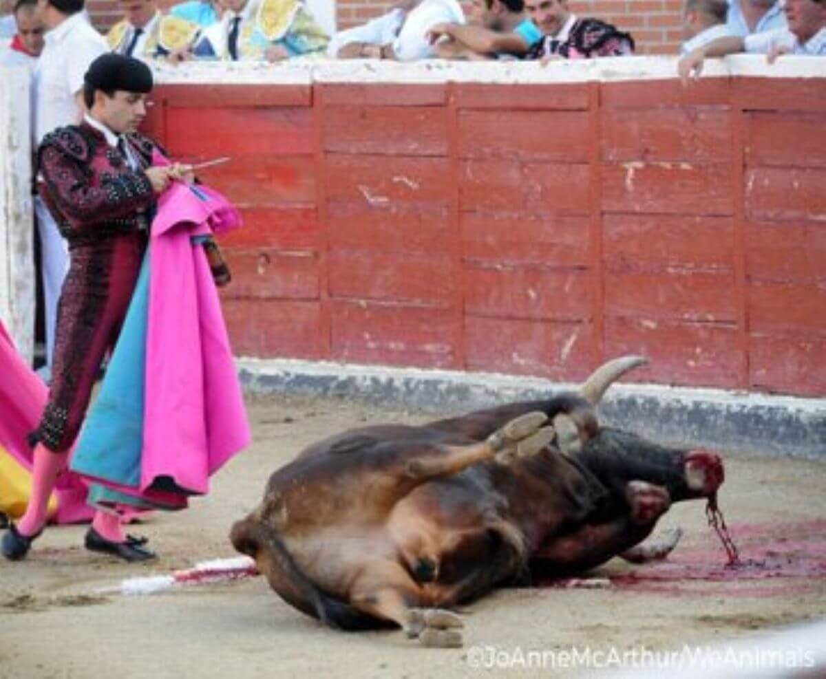 Animaux utilisés pour le divertissement