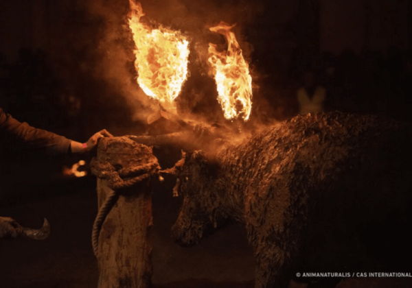 Est-ce la fin de la fête espagnole barbare du « taureau de feu » ?