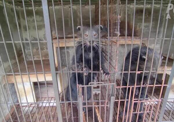 La misère des civettes pour du café kopi luwak