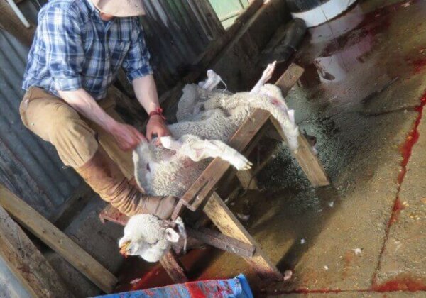 Dites à UGG que vous voulez des chaussures sans mouton !