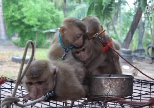 Exclusif : les « écoles » de l’industrie de la noix de coco maltraitent des bébés singes