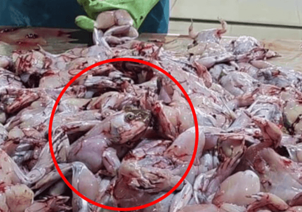 Commerce de la viande de grenouille au Vietnam : les horreurs invisibles