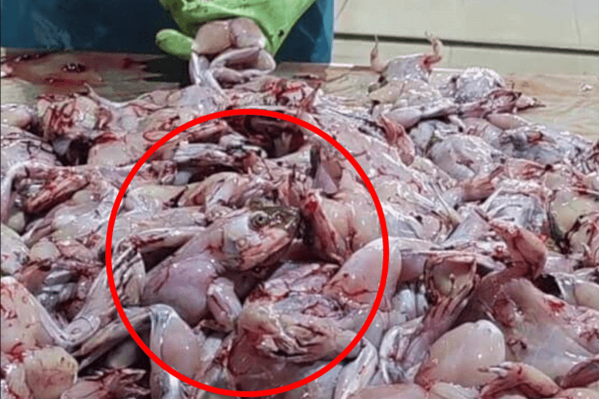 Commerce de la viande de grenouille au Vietnam : les horreurs invisibles