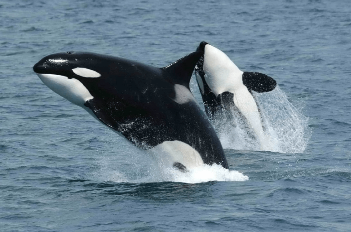 Victoire ! La plus grande prison pour animaux marins d’Europe a fermé !