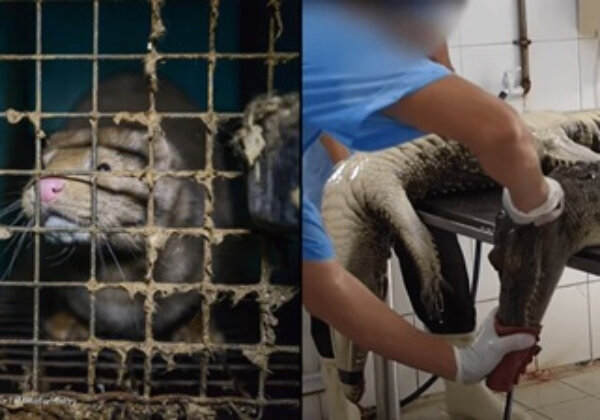 Aidez-nous à exclure la fourrure et les peaux d’animaux sauvages des semaines de la mode de Paris et Milan