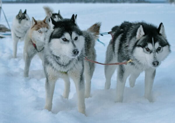 Balades en chiens de traîneaux : cinq choses à savoir