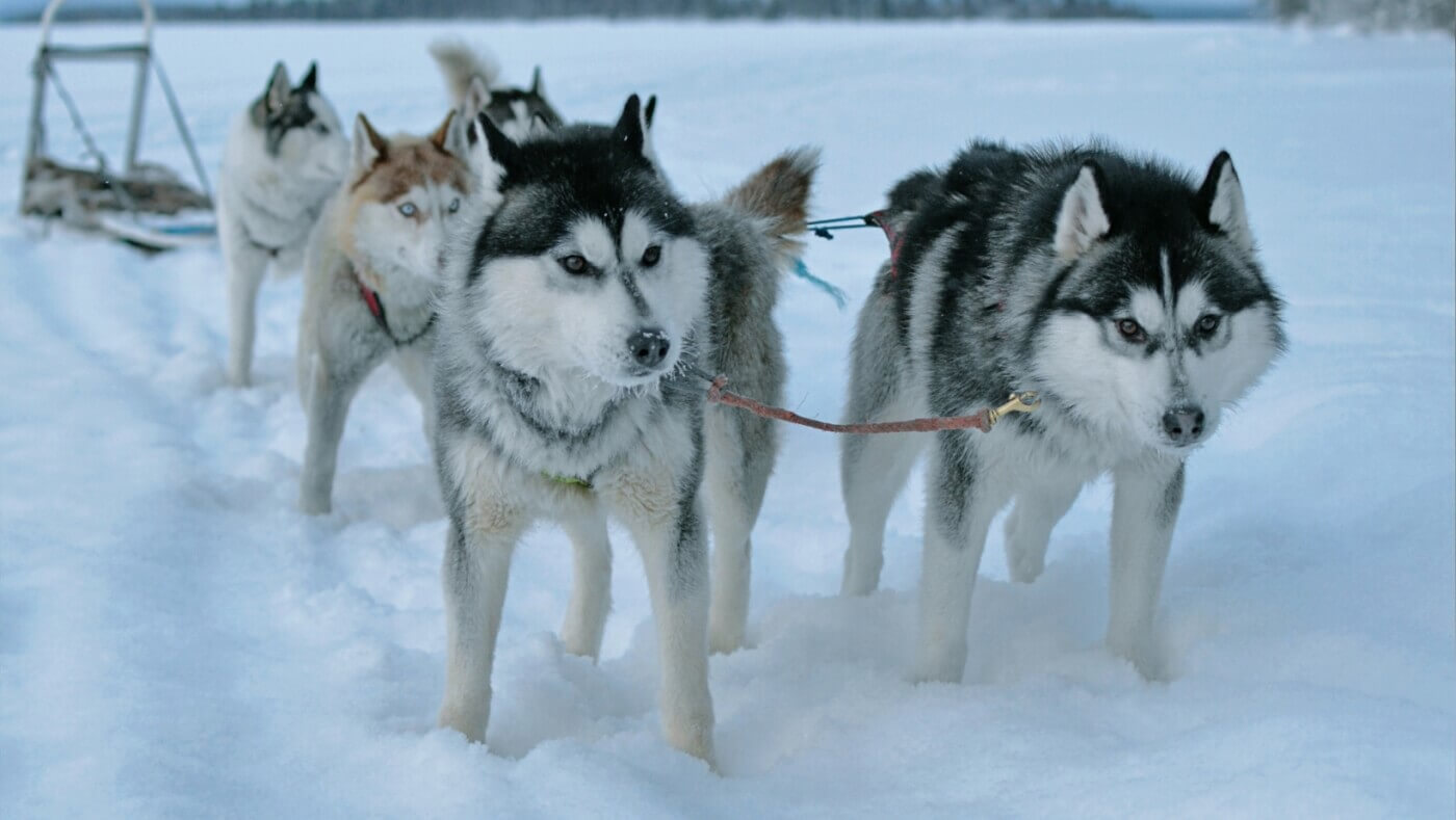 Balades en chiens de traîneaux : cinq choses à savoir