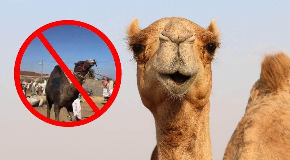 Victoire : AirBnB arrête de promouvoir des balades touristiques incluant des animaux