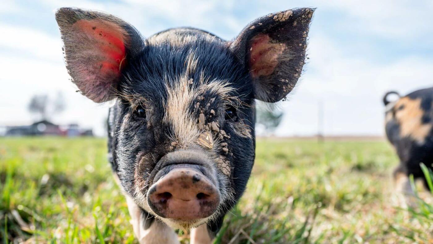 Bonne nouvelle ! La société européenne de pneumologie met fin à l’utilisation d’animaux vivants