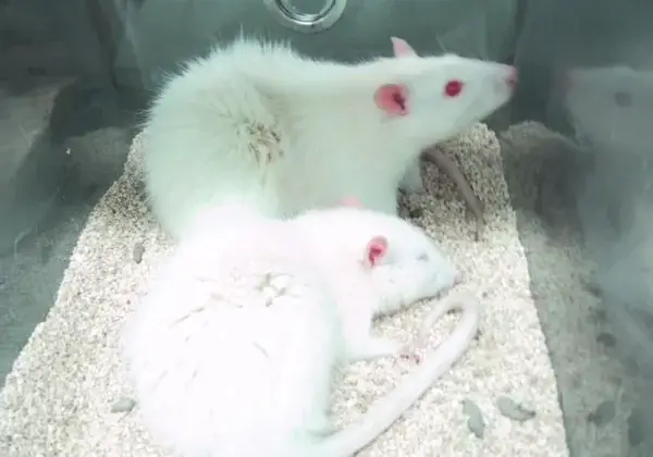 Plus de 2 millions de procédures : le nombre de tests sur les animaux en France reste élevé