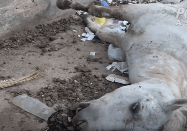 Images inédites : un cheval momifié près des pyramides de Gizeh