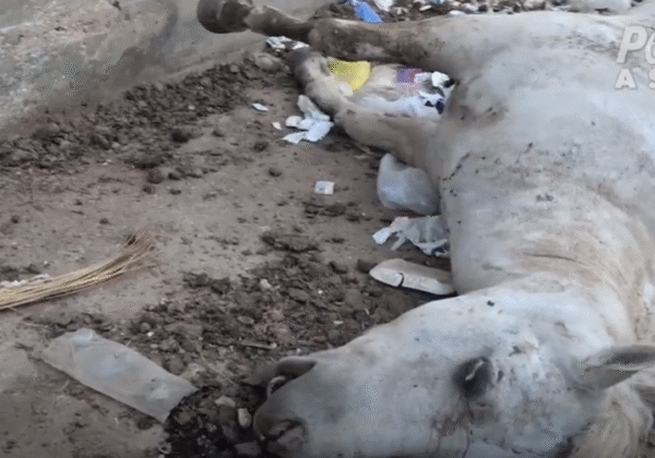 Images inédites : un cheval momifié près des pyramides de Gizeh