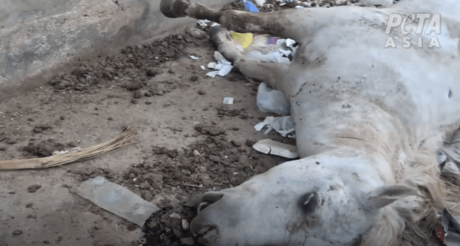 Images inédites : un cheval momifié près des pyramides de Gizeh