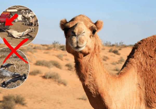 Victoire ! Marriott arrête les visites guidées des pyramides de Gizeh impliquant des animaux