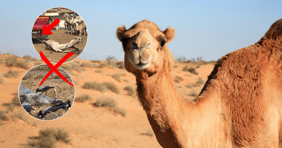 Victoire ! Marriott arrête les visites guidées des pyramides de Gizeh impliquant des animaux