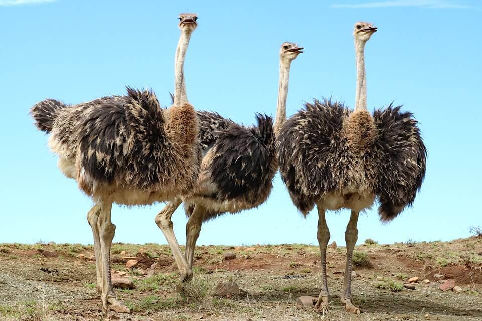 SHEIN arrête la fourrure, les peaux d’animaux sauvages et les plumes d’oiseaux sauvages