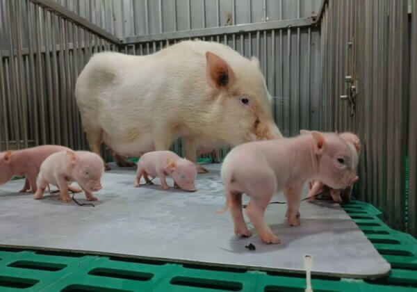 Les dessous de l’un des plus grands laboratoires d’Inde : des beagles blessés et des cochons en sang