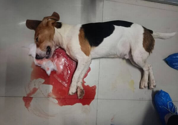 Les dessous de l’un des plus grands laboratoires d’Inde : des beagles blessés et des cochons en sang