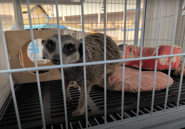 Images inédites : des animaux meurent dans la souffrance au marché de Chatuchak, à Bangkok