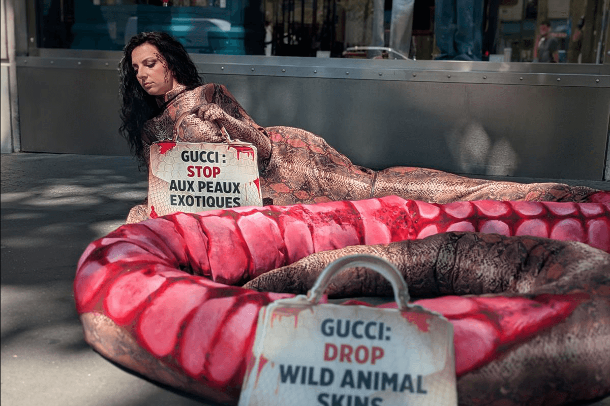 Une militante en « serpent sanglant » de 6 mètres dénonce Gucci pour son utilisation de « peaux exotiques »