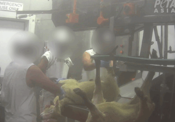 PETA dénonce ZQ et ses pratiques soi-disant « éthiques » après une nouvelle enquête sur l’abattage de moutons qui montre des animaux mal étourdis et des égorgements