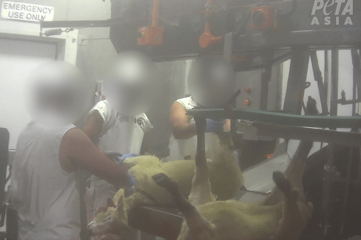 PETA dénonce ZQ et ses pratiques soi-disant « éthiques » après une nouvelle enquête sur l’abattage de moutons qui montre des animaux mal étourdis et des égorgements