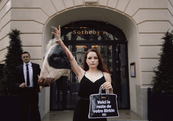 Une militante brandie une « tête de vache ensanglantée » devant Sotheby’s Paris pour protester contre le cuir