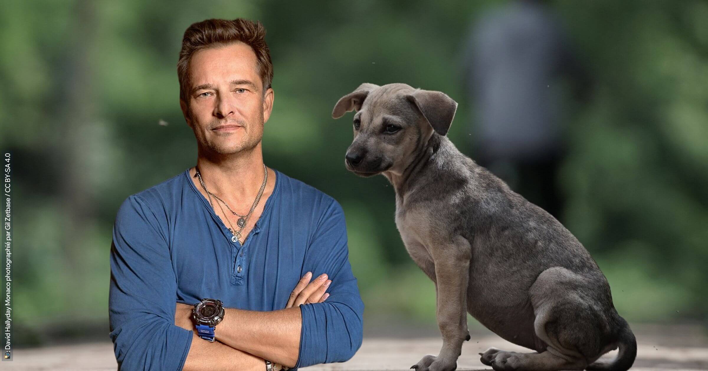 David Hallyday : sa lettre à la FIFA contre le massacre des chiens errants au Maroc