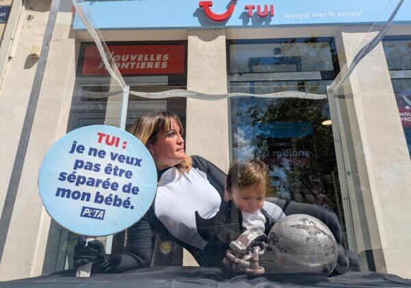 Lyon : une mère « orque » et son bébé enfermés dans un « bassin » pour interpeller l’agence de voyage TUI