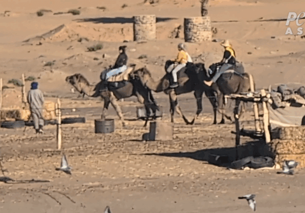 Les attractions que vous devez éviter si vous aimez les animaux