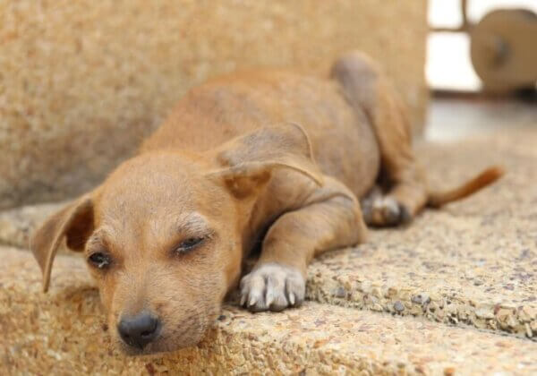 Exhortez la FIFA à œuvrer à mettre fin à l’abattage des chiens et des chats au Maroc !
