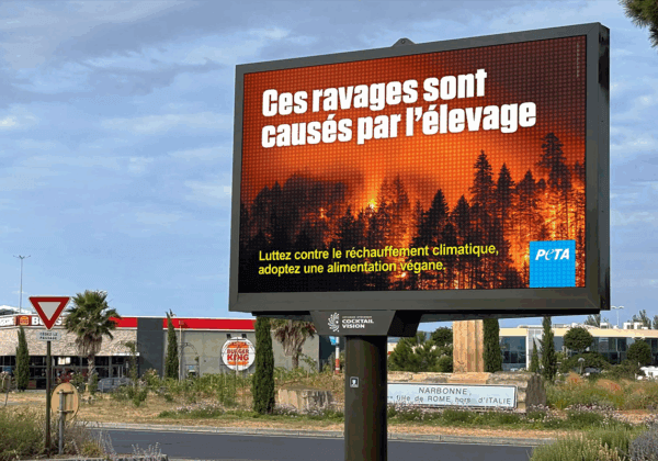 Feux de forêt : « Ces ravages sont causés par l’élevage, adoptez une alimentation végane »
