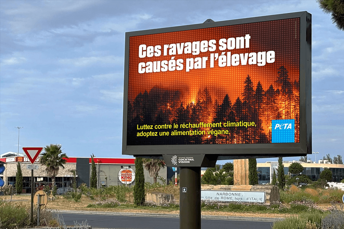 Feux de forêt : « Ces ravages sont causés par l’élevage, adoptez une alimentation végane »