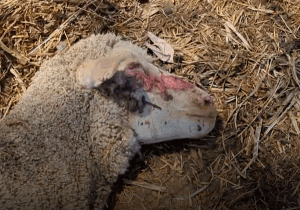 Un bébé s’accroche à la vie dans une ferme d’agneaux en Australie