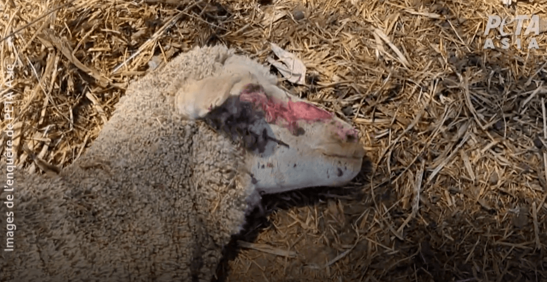 Un bébé s’accroche à la vie dans une ferme d’agneaux en Australie