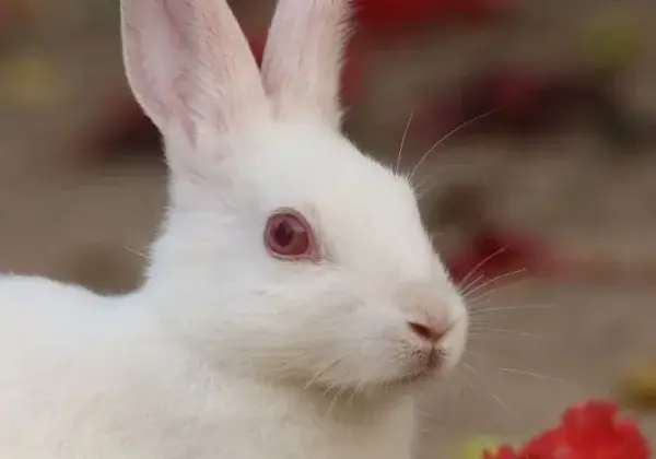 Les modifications apportées au programme Beauty Without Bunnies de PETA États-Unis