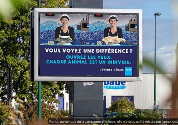 Bretagne : des annonceurs refusent une campagne antispéciste de PETA comparant la consommation de poisson à celle de chat