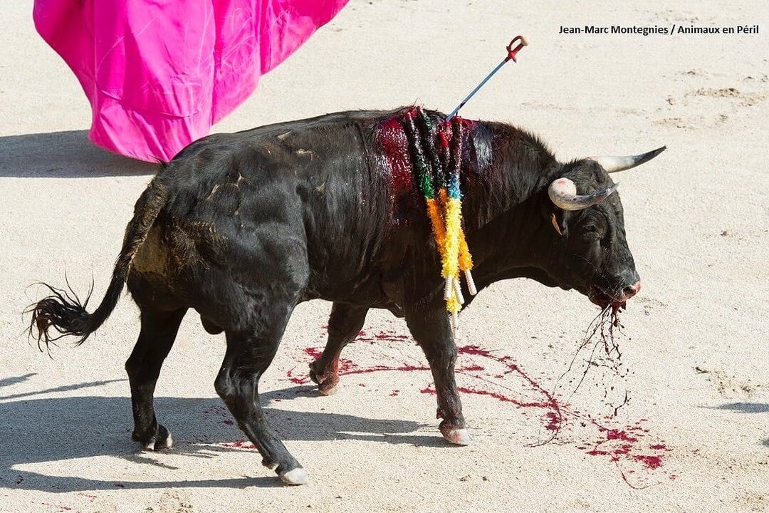 QUIRALU / LE MONDE CIVIL : LA CORRIDA, LE CIRQUE LE TAUREAU