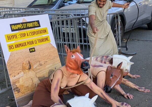 Action de PETA devant l’ambassade d’Égypte pour dénoncer les promenades impliquant des animaux
