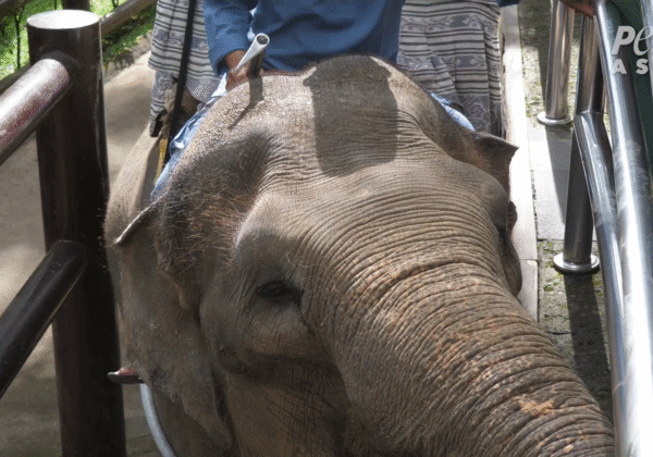Des éléphants frappés, blessés et enchaînés pour des pièges à touristes à Bali