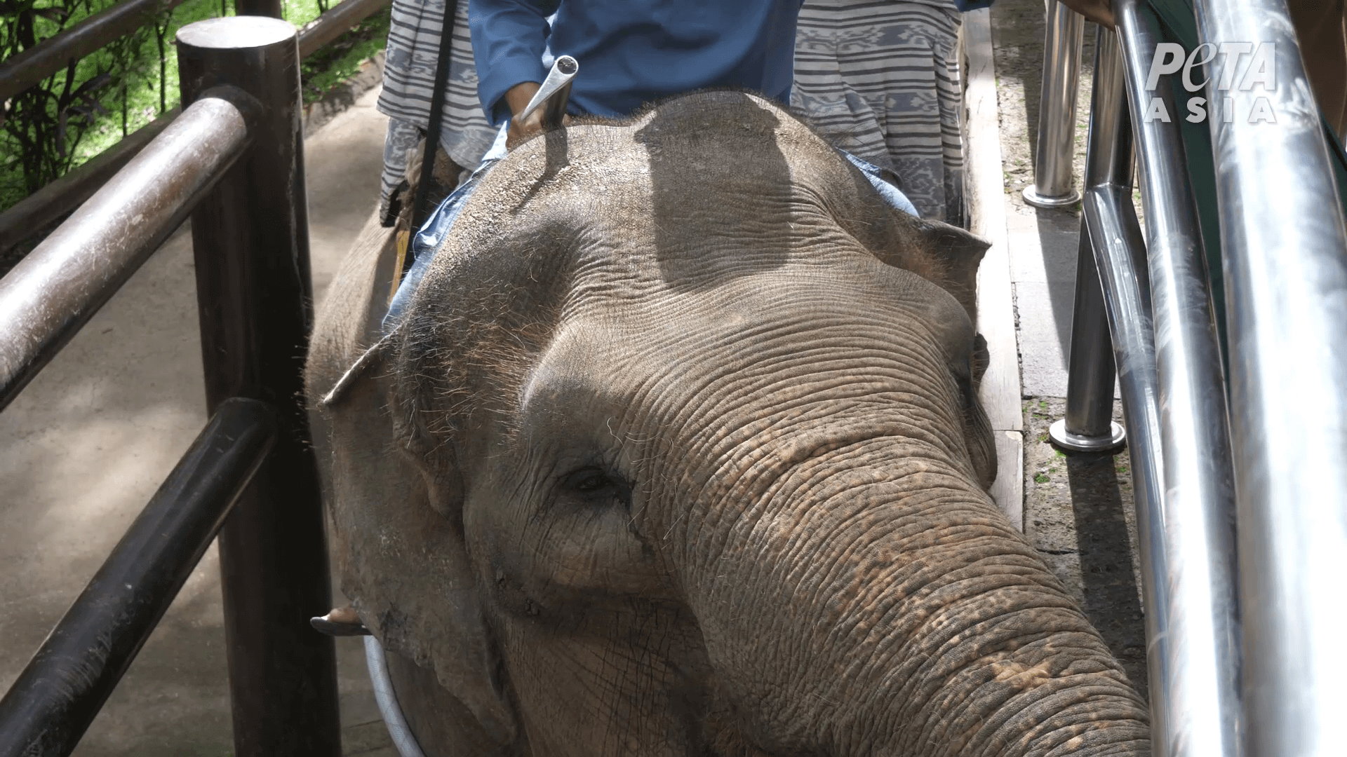 Des éléphants frappés, blessés et enchaînés pour des pièges à touristes à Bali
