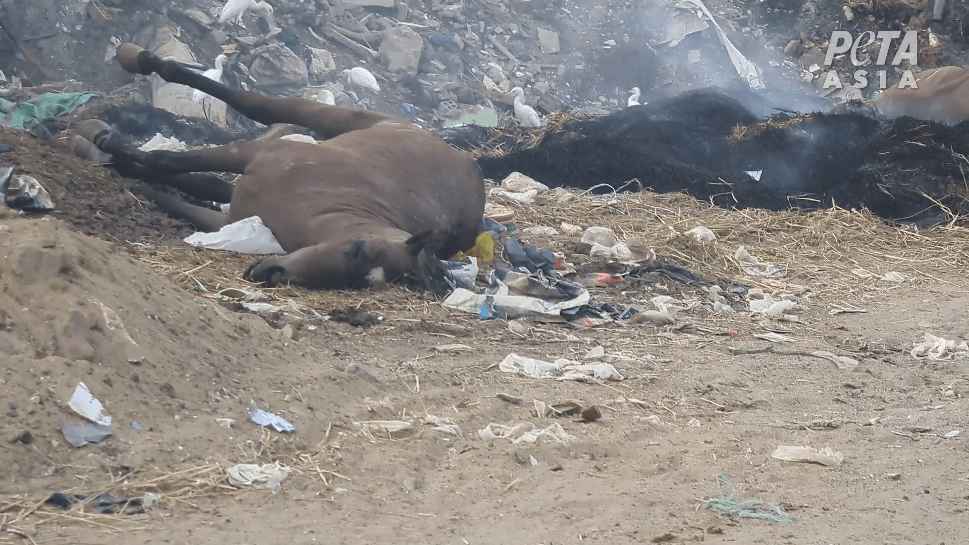 Des chevaux morts s&rsquo;entassent dans un « cimetière » près du Grand Musée égyptien