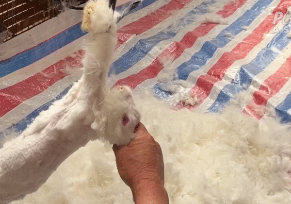Victoire ! goop abandonne l&rsquo;angora suite à une enquête menée par PETA Asie