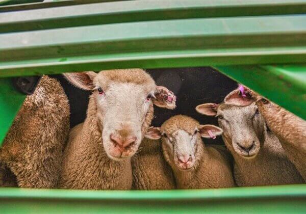 La laine végétale : une mode plus douce pour les moutons