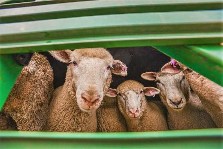 La laine végétale : une mode plus douce pour les moutons