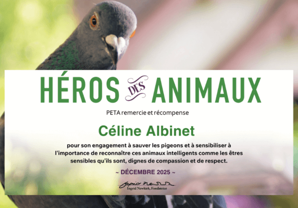 Une Marseillaise distinguée par le « prix des héros des animaux » pour son engagement en faveur des pigeons
