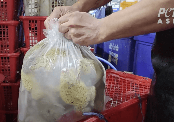 Vidéo : des grenouilles vendues dans un marché de Bangkok respirent et sont toujours conscientes après avoir été incisées