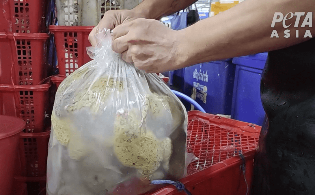 Vidéo : des grenouilles vendues dans un marché de Bangkok respirent et sont toujours conscientes après avoir été incisées