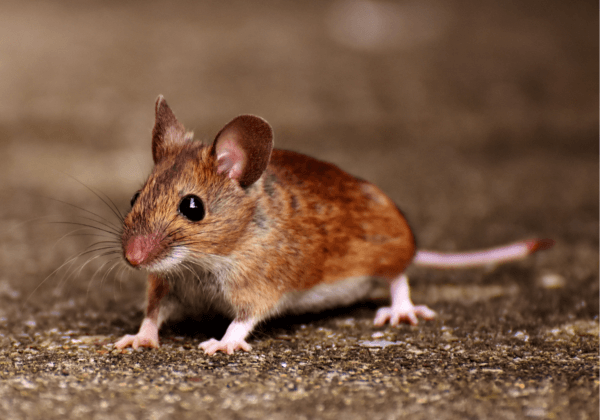 VICTOIRE ! Le fabricant de Côte d’Or change sa politique en matière de tests sur les animaux après des pressions de PETA